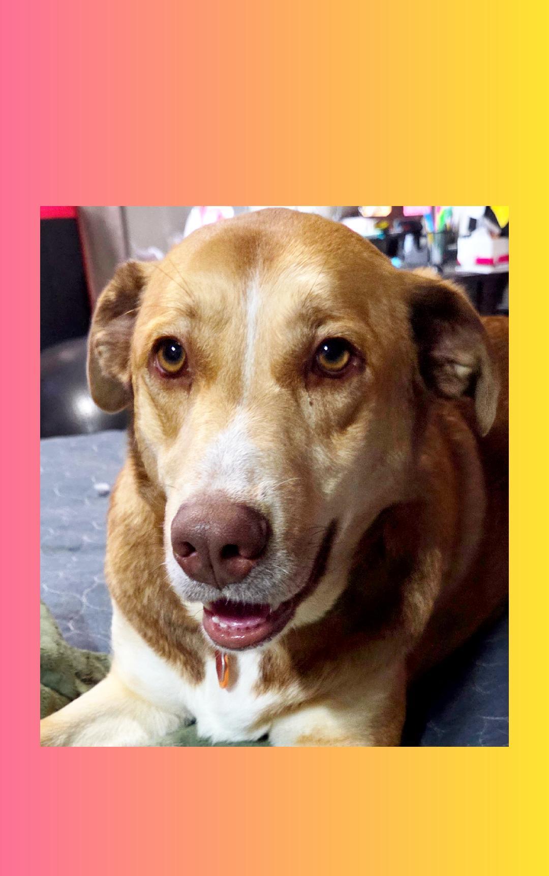 Selina A+, Adoptable, Adult Female Collie.