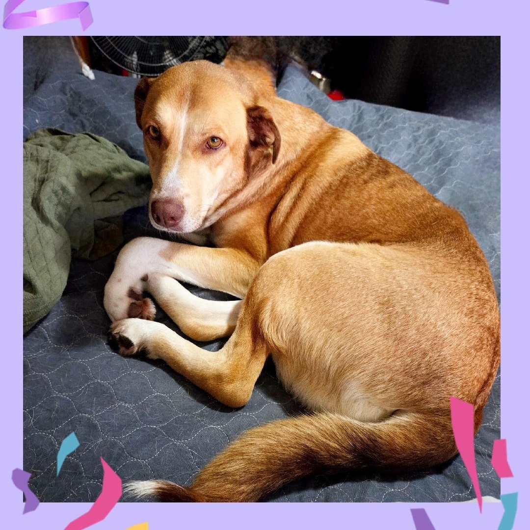 Enlarge Selina A+, a Adoptable mixed breed in Lake Geneva, WI image 4/6