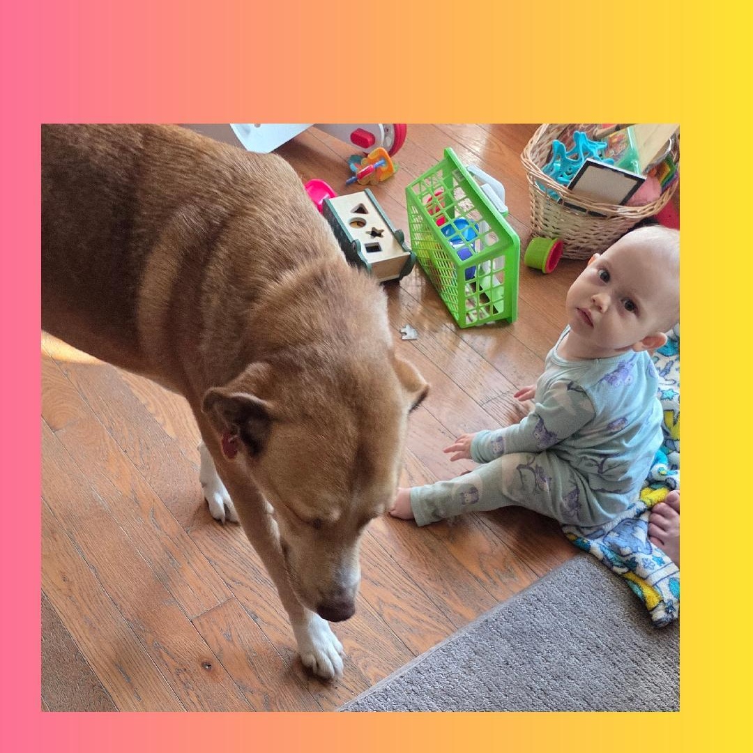 Enlarge Selina A+, a Adoptable mixed breed in Lake Geneva, WI image 5/6