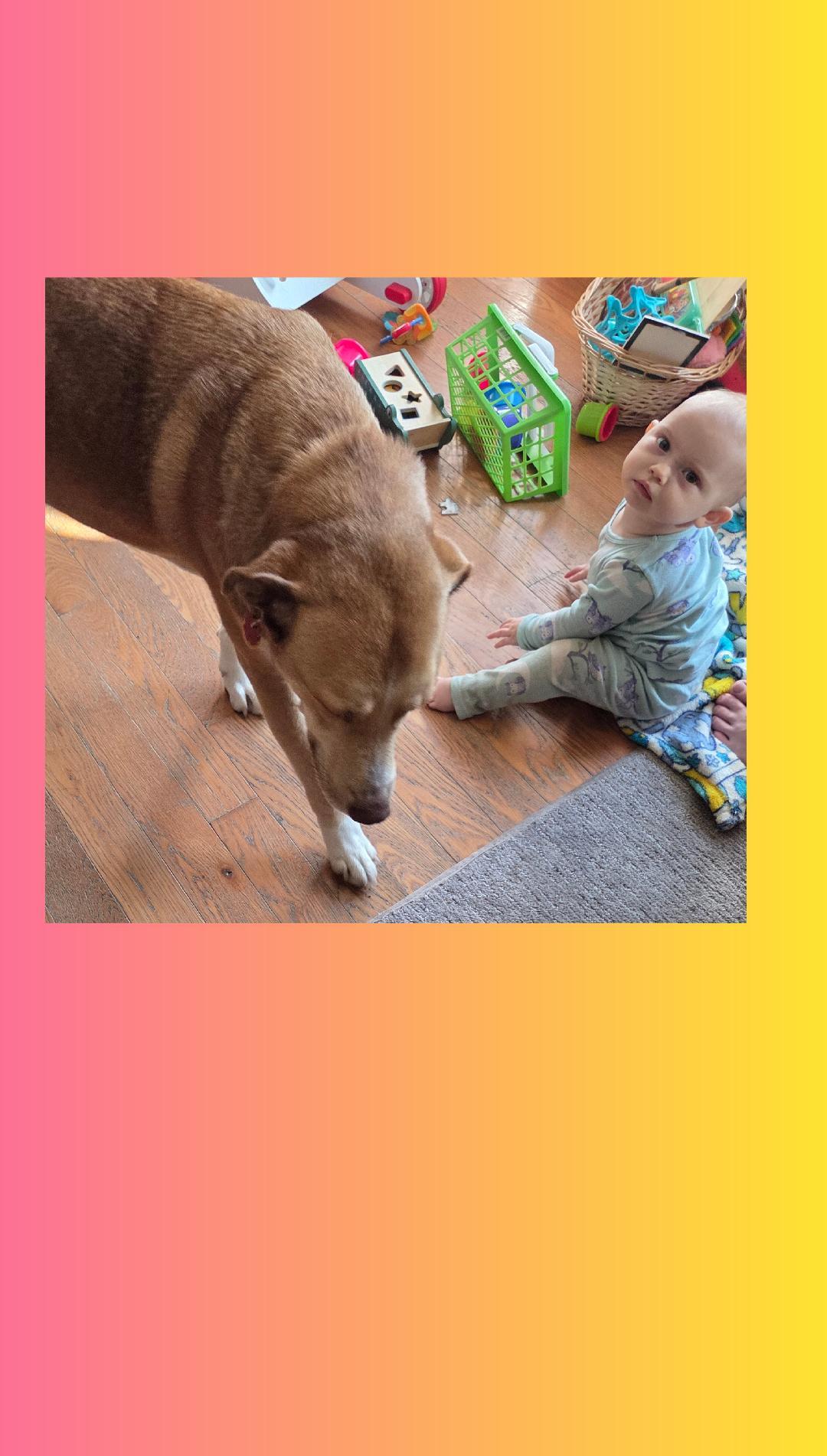 Enlarge Sienna A+, a hold mixed breed in Lake Geneva, WI image 6/6