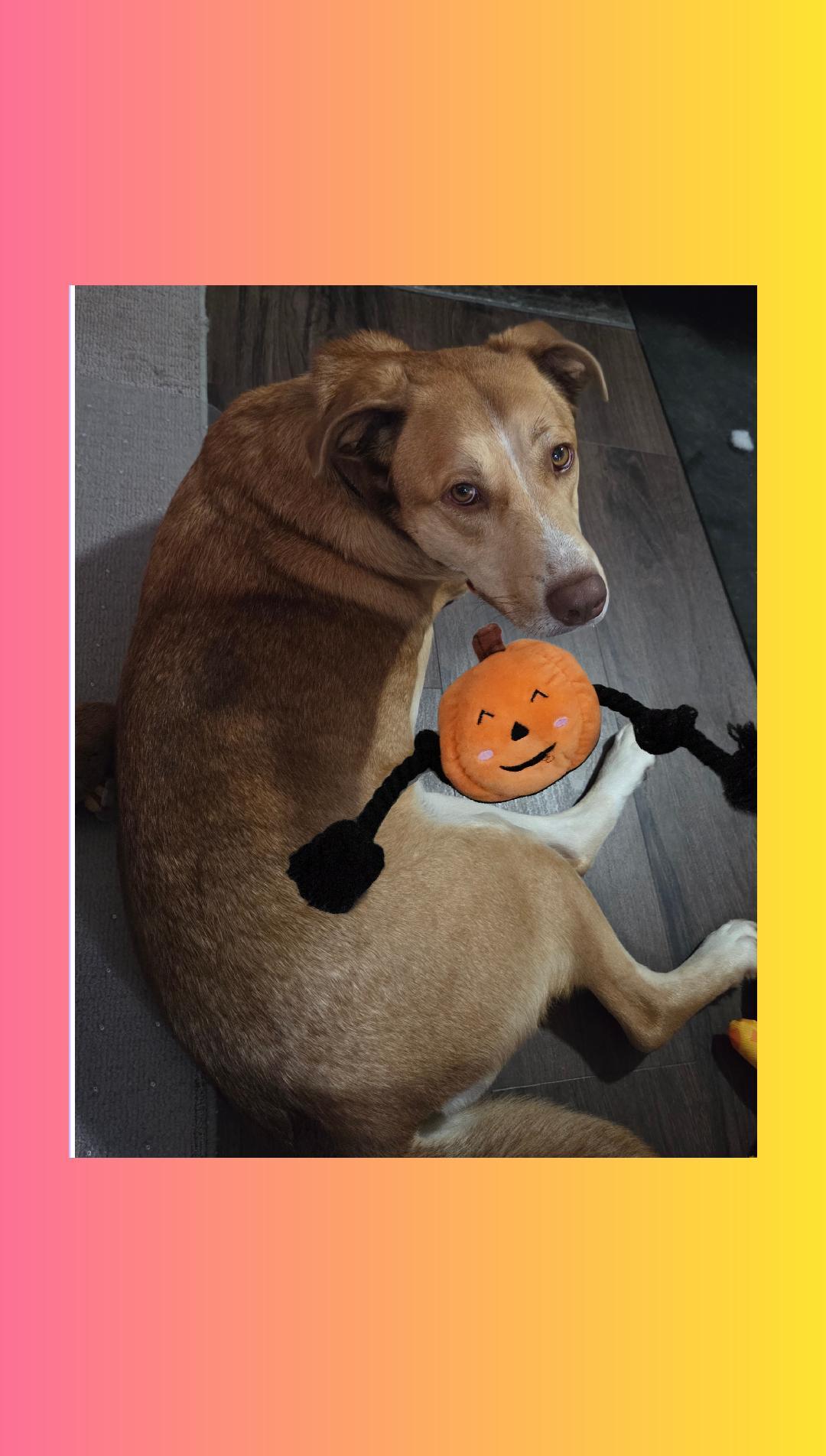 Enlarge Selina A+, a Adoptable mixed breed in Lake Geneva, WI image 6/6