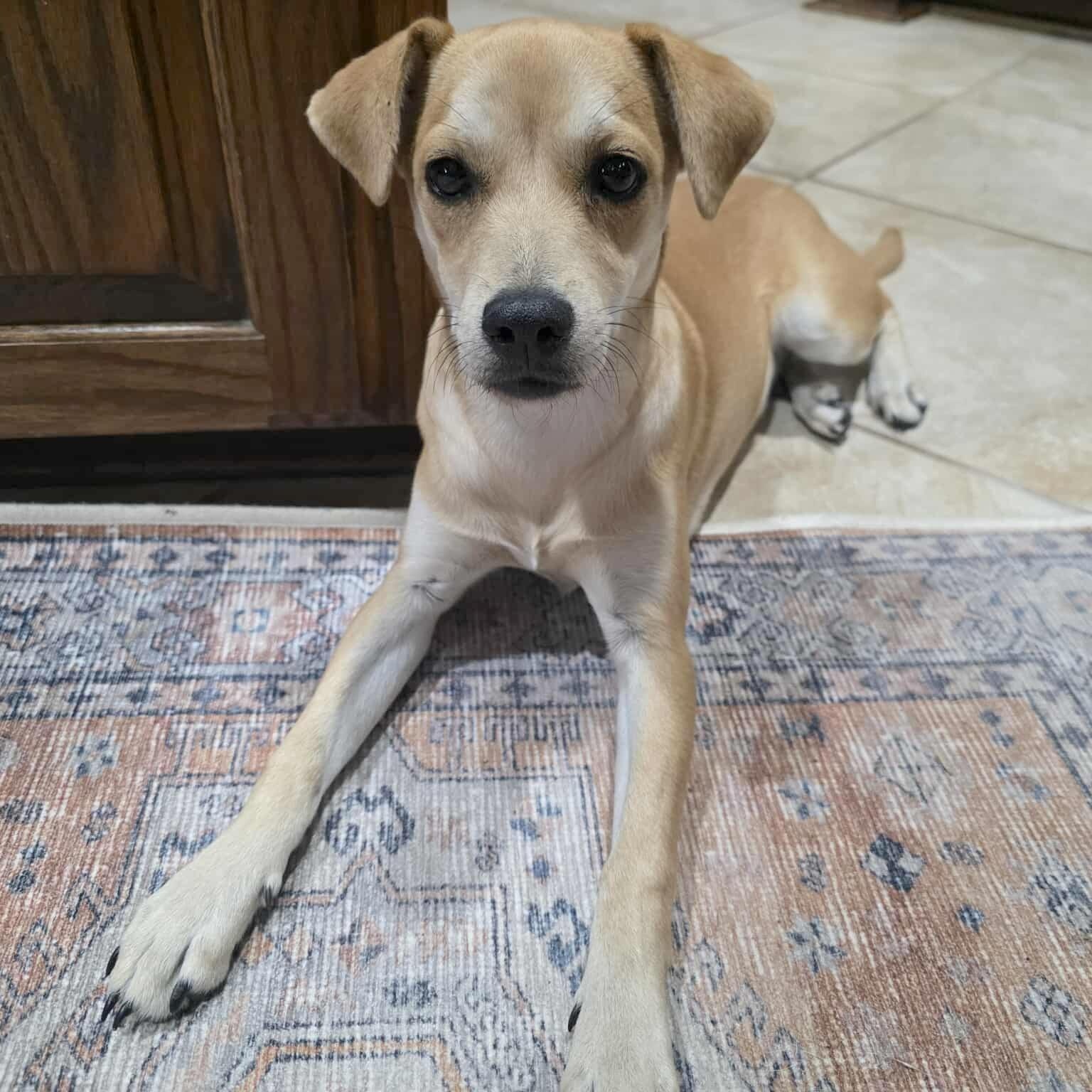 Enlarge Kacey, a Adoptable mixed breed in Brattleboro, VT image 2/6