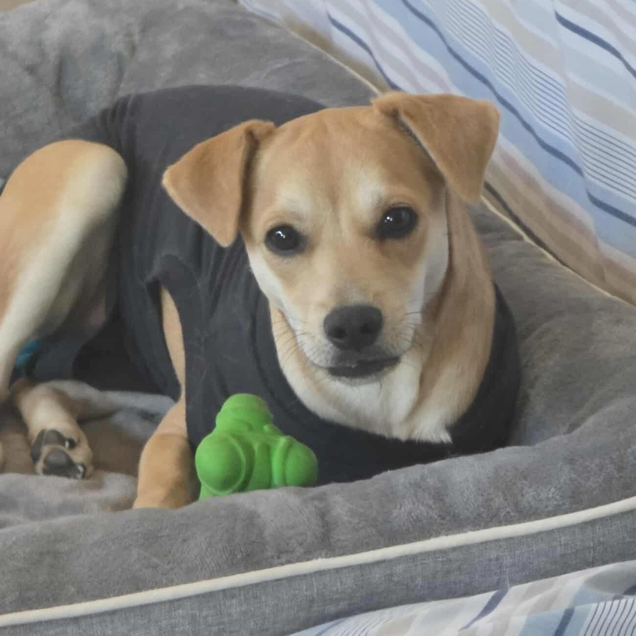 Kacey, Adoptable, Adult Female Chihuahua & Terrier.