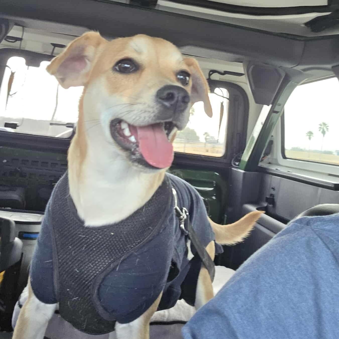 Enlarge Kacey, a Adoptable mixed breed in Brattleboro, VT image 6/6