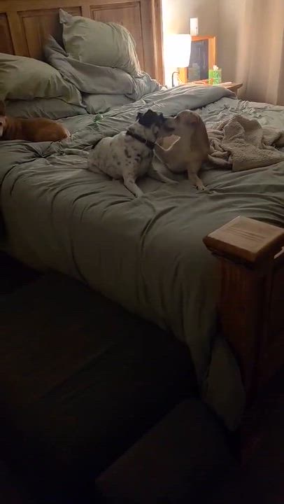 Enlarge Kacey, a Adoptable mixed breed in Brattleboro, VT video 4/6