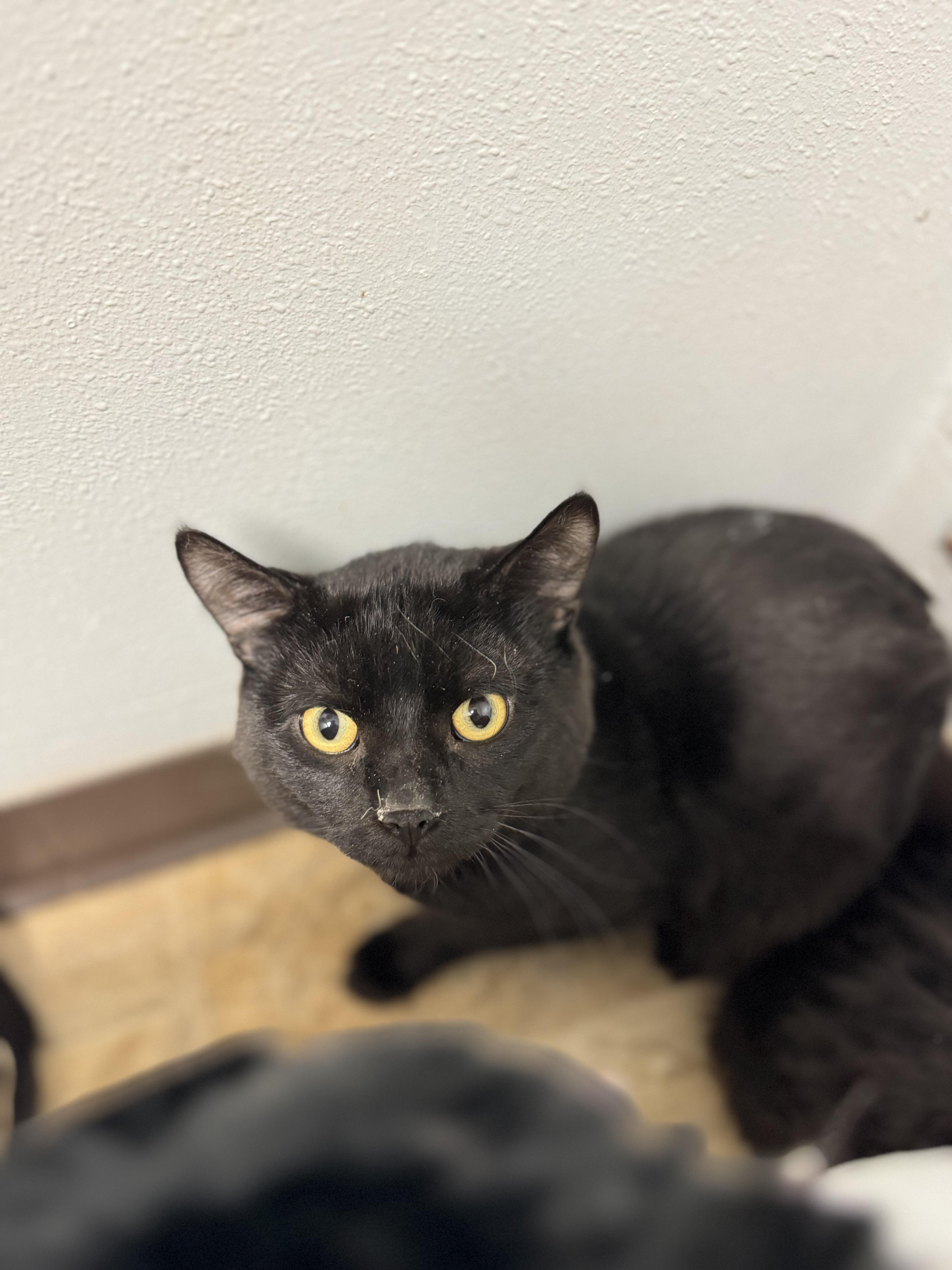 Cobalt, ADOPTABLE, Adult Male Domestic Short Hair.