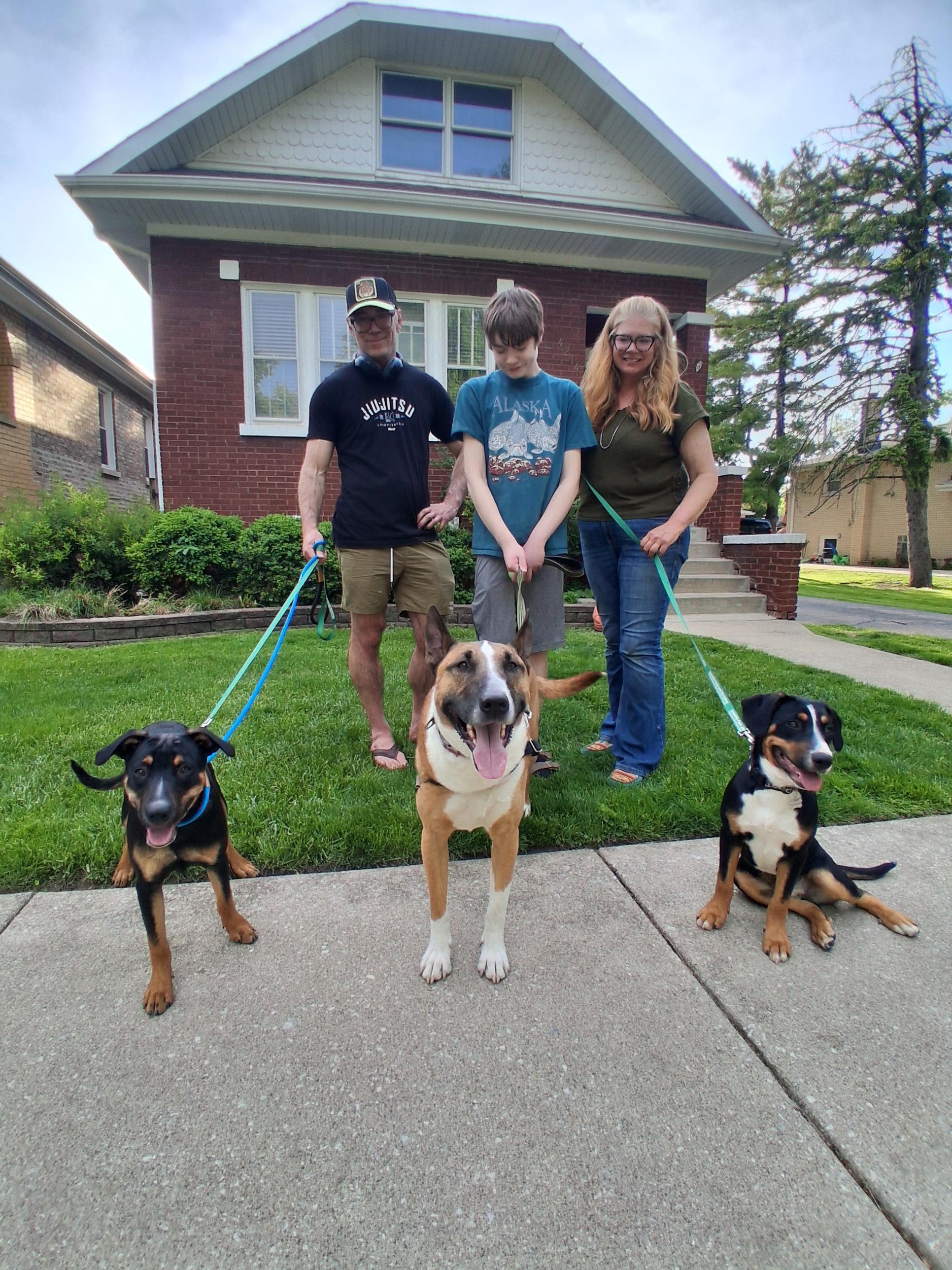 Claire, an adopted mixed breed in Elmhurst, IL image 3/4