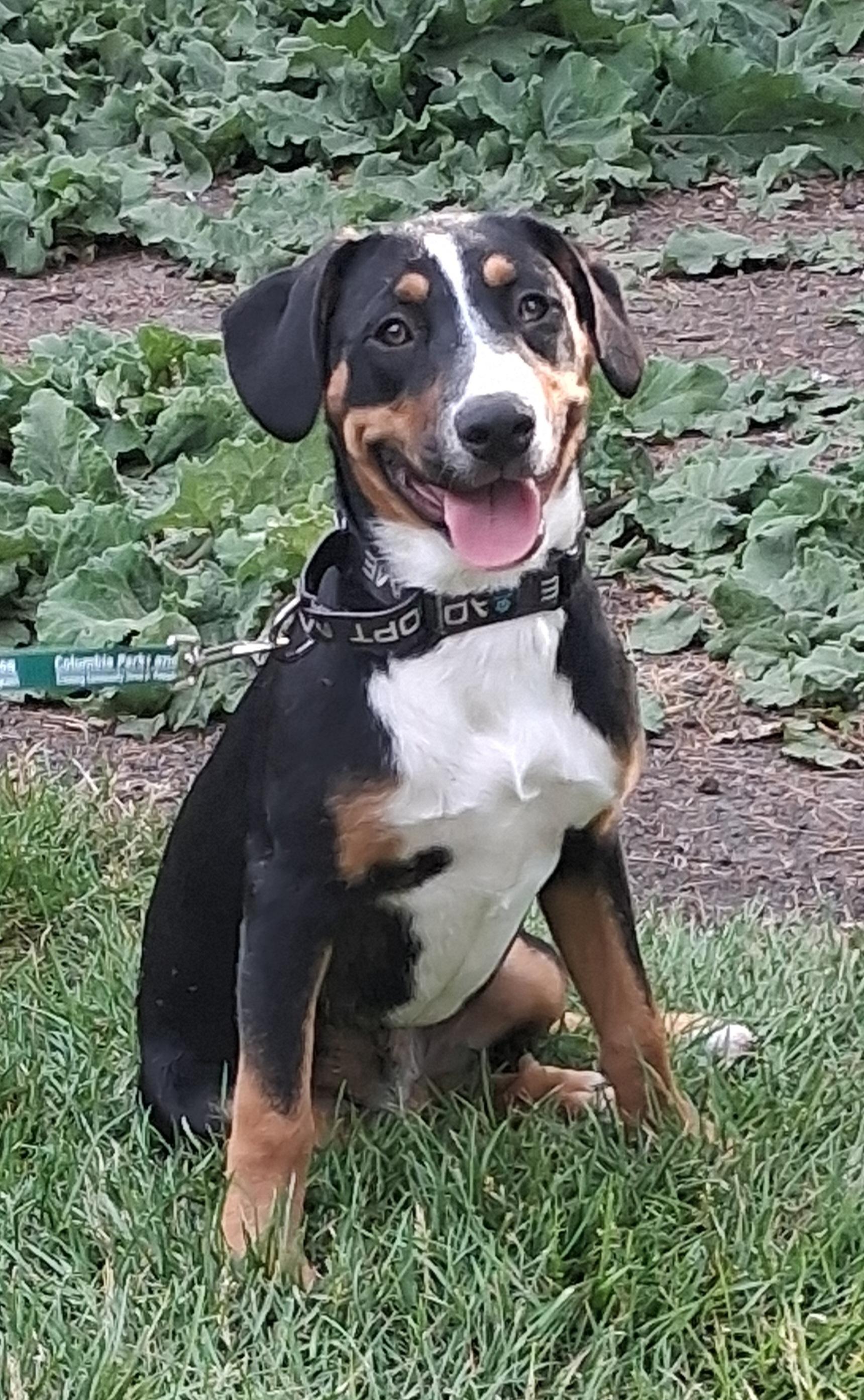 Claire, an adopted mixed breed in Elmhurst, IL image 2/4