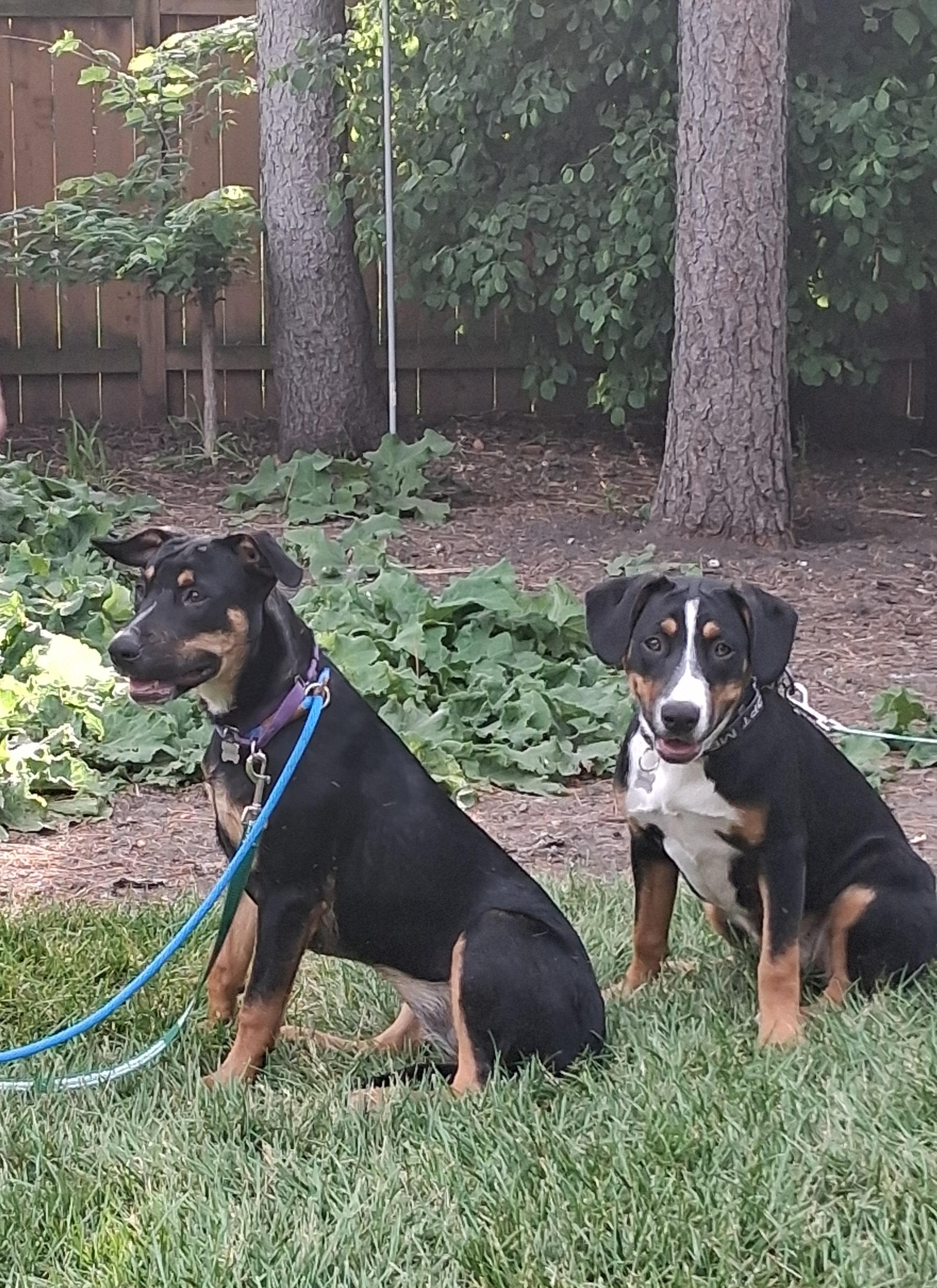 Claire, adopted, Puppy Female Hound.