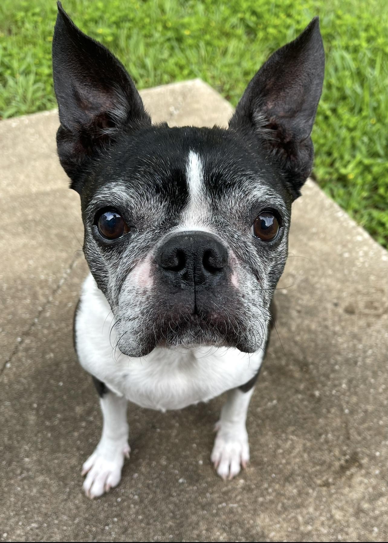 Mr T., an adoptable Boston Terrier in Pflugerville, TX image 1/6