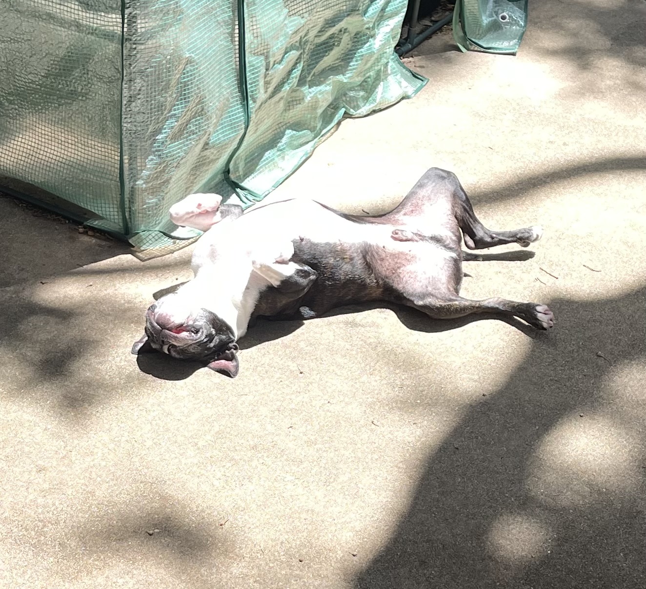 Enlarge Mr T. (pair with Sweet Pea), an adoptable mixed breed in Pflugerville, TX image 2/6