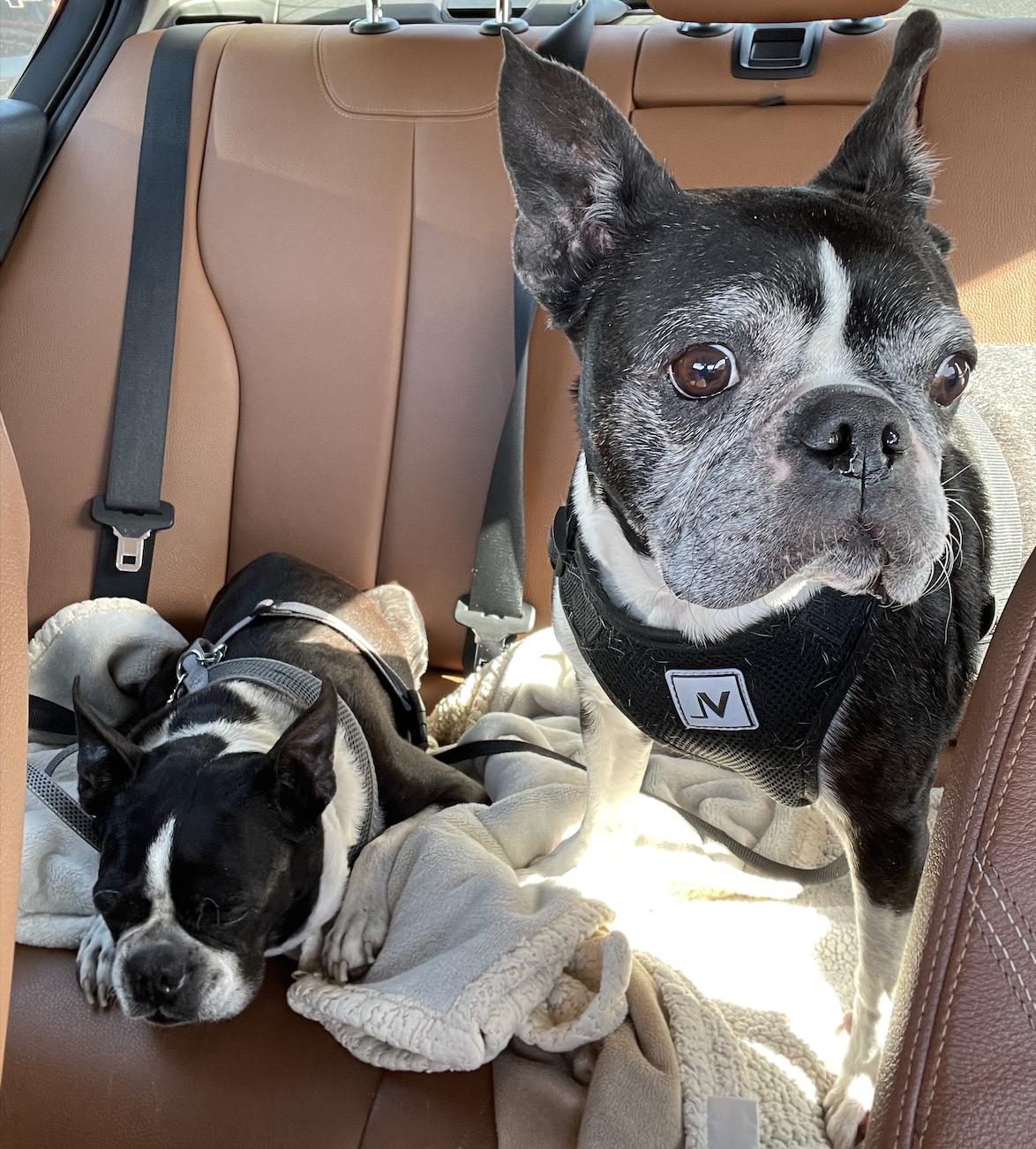 Enlarge Mr T. (pair with Sweet Pea), an adoptable mixed breed in Pflugerville, TX image 5/6