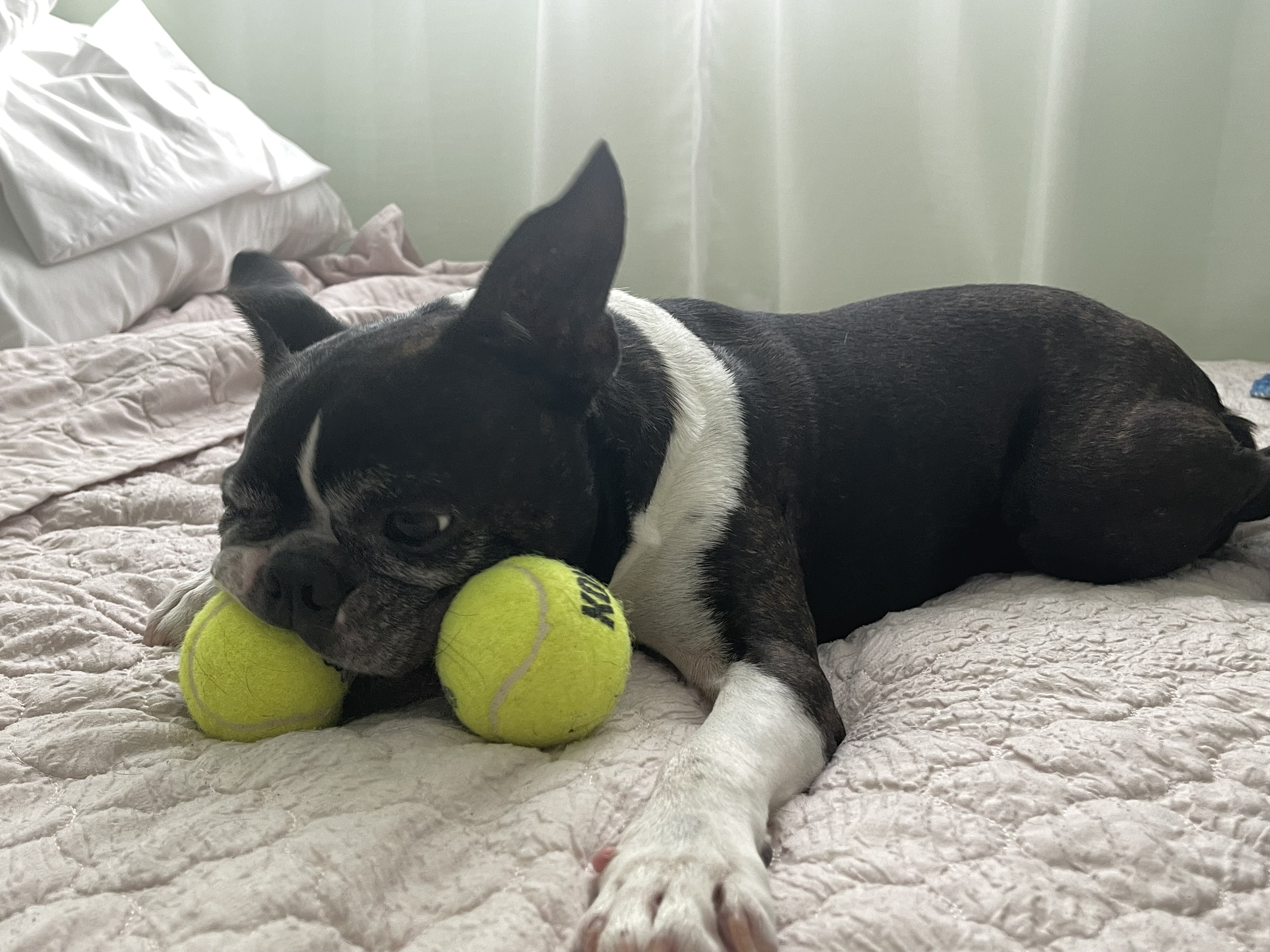 Enlarge Mr T. (pair with Sweet Pea), an adoptable mixed breed in Pflugerville, TX image 3/6