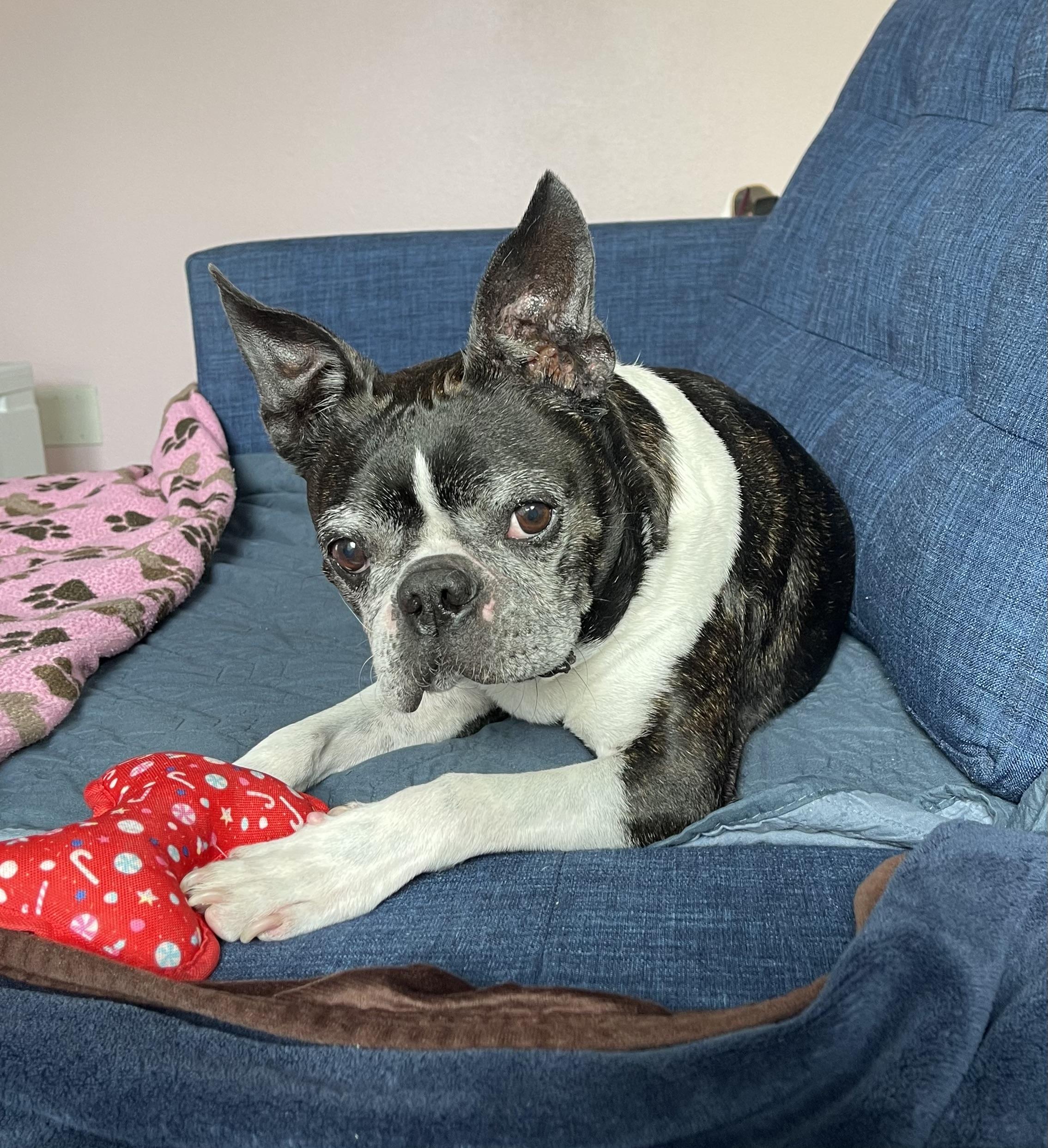 Mr T. (pair with Sweet Pea), adoptable, Adult Male Boston Terrier.