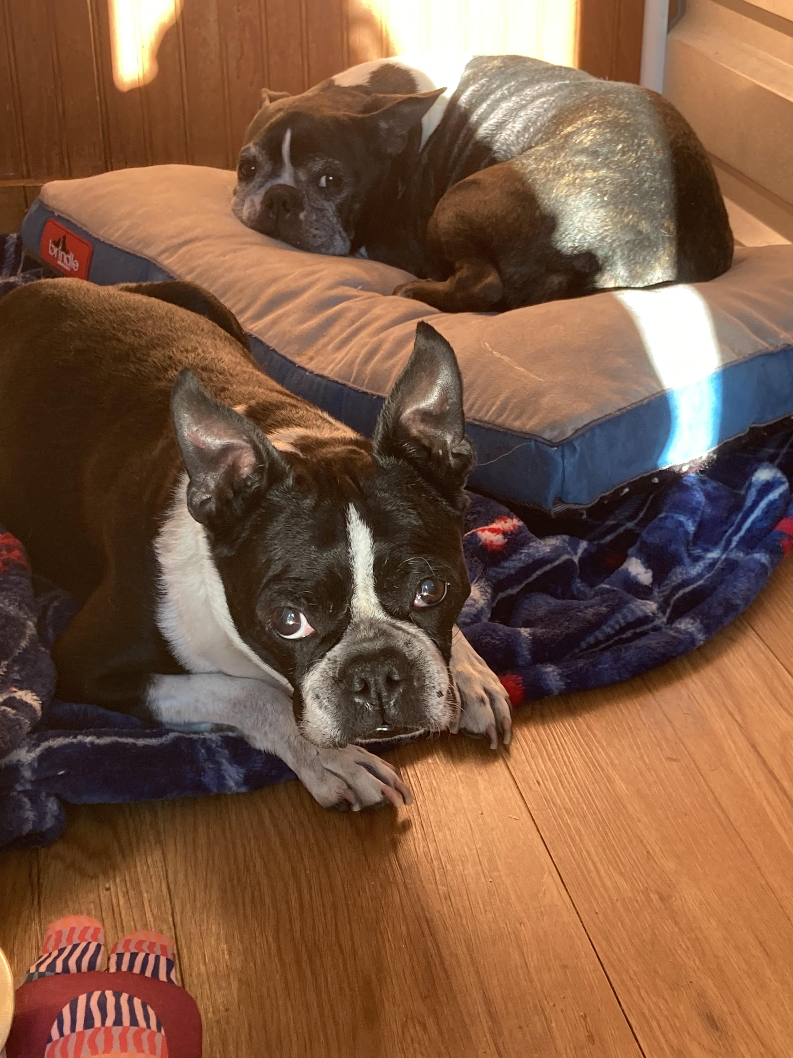 Enlarge Mr T. (pair with Sweet Pea), an adoptable mixed breed in Pflugerville, TX image 6/6