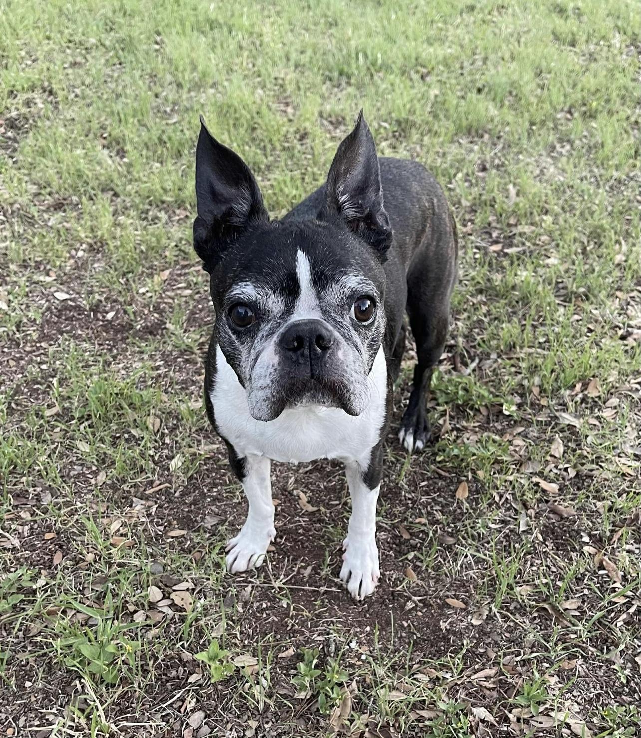 Enlarge Mr T. (pair with Sweet Pea), an adoptable mixed breed in Pflugerville, TX image 1/6