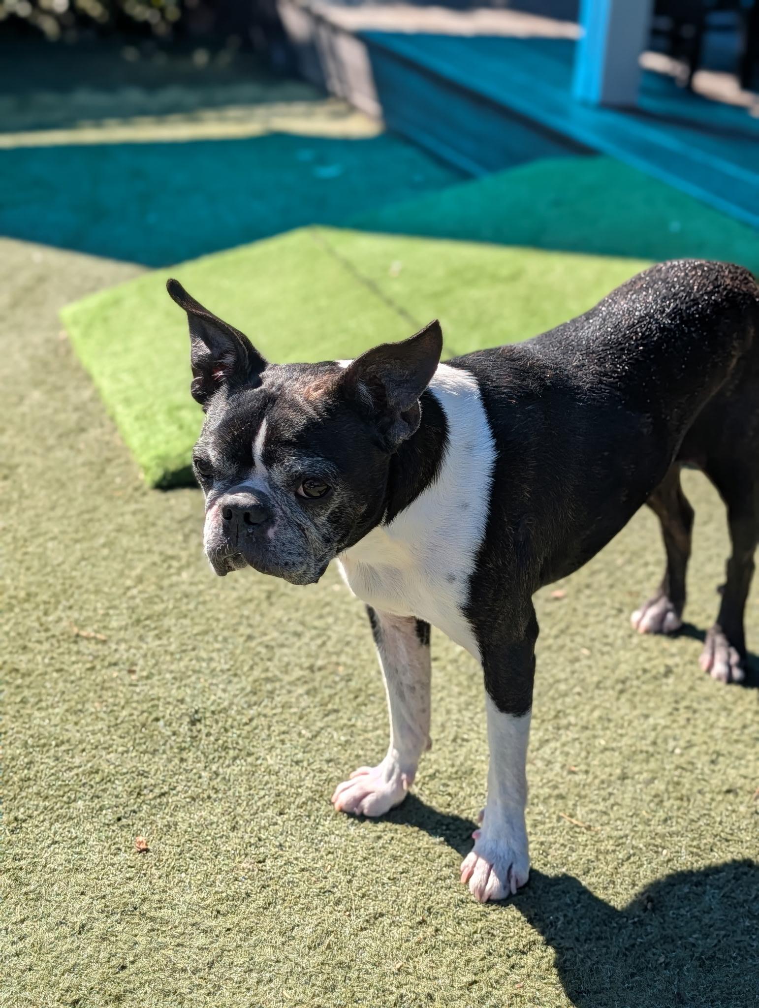 Enlarge Mr T. (pair with Sweet Pea), an adoptable mixed breed in Pflugerville, TX image 1/6