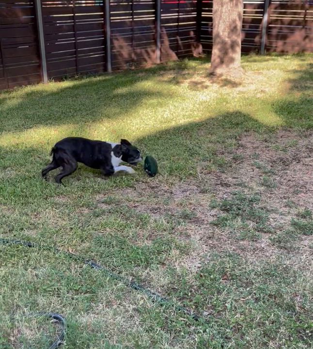 Enlarge Mr T. (pair with Sweet Pea), an adoptable mixed breed in Pflugerville, TX video 4/6