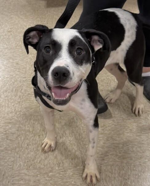 Baby Penny, a Adopted mixed breed in Washington, DC image 1/5