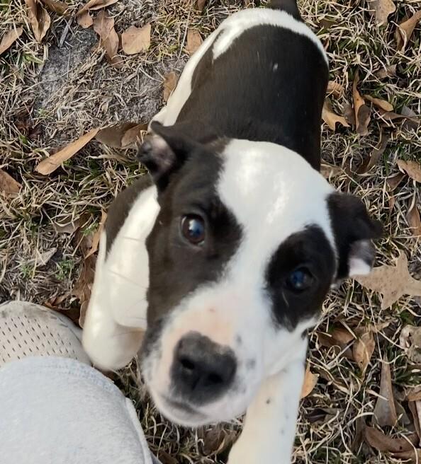 Enlarge Baby Penny, a Adopted mixed breed in Washington, DC image 1/3
