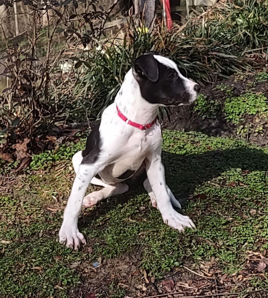 Enlarge Baby Penny, a Adopted mixed breed in Washington, DC image 2/4