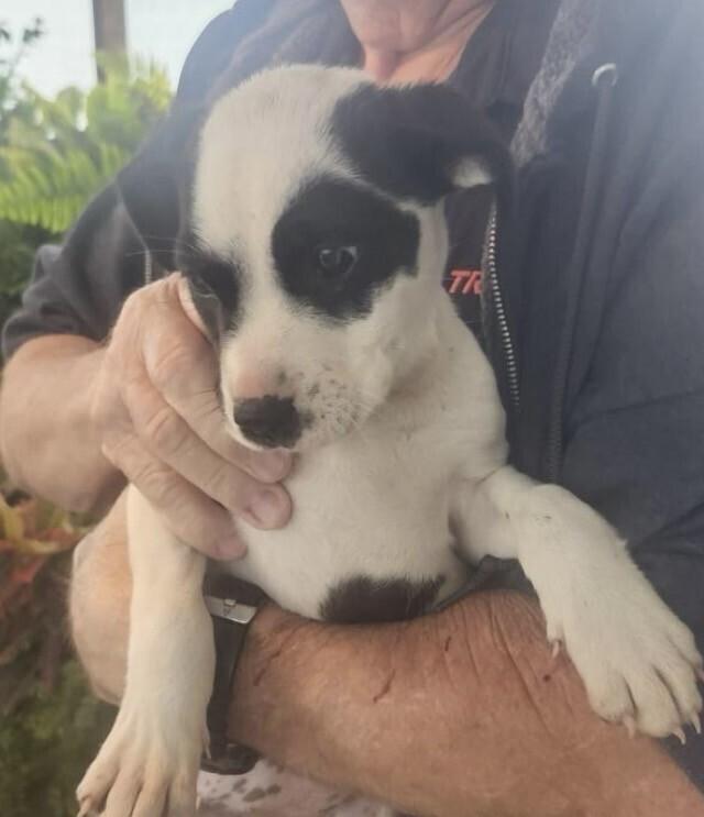 Enlarge Baby Penny, a Adopted mixed breed in Washington, DC image 2/3