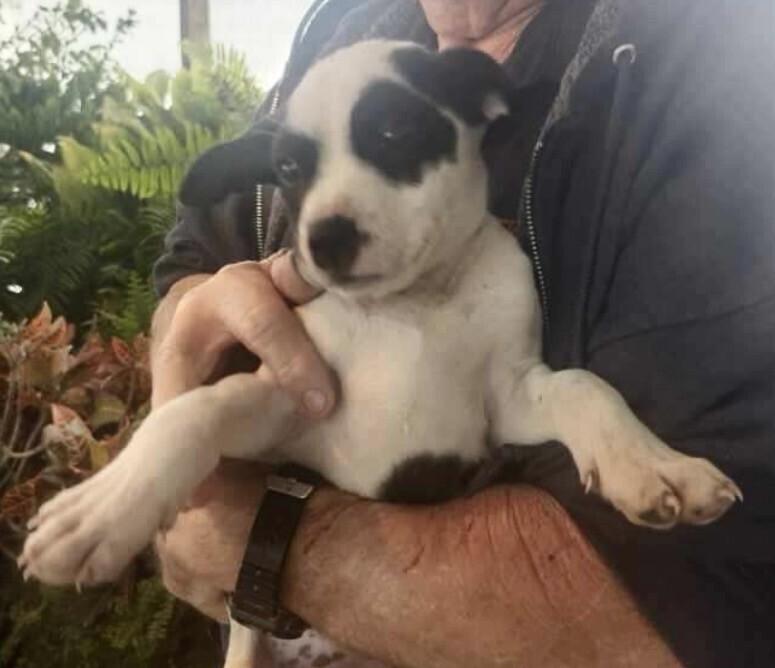 Enlarge Baby Penny, a Adopted mixed breed in Washington, DC image 3/3