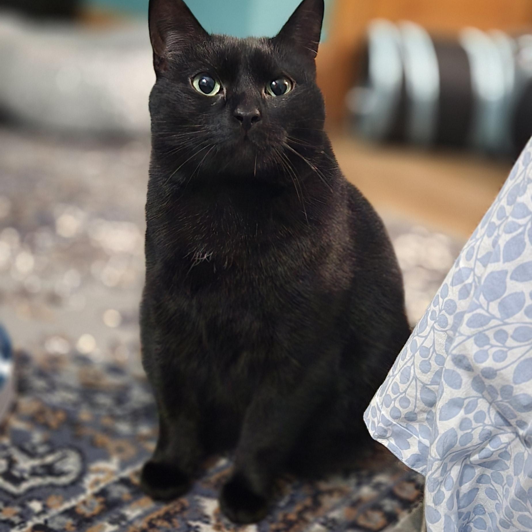 Liza JC 0923 (bonded with Livvie)