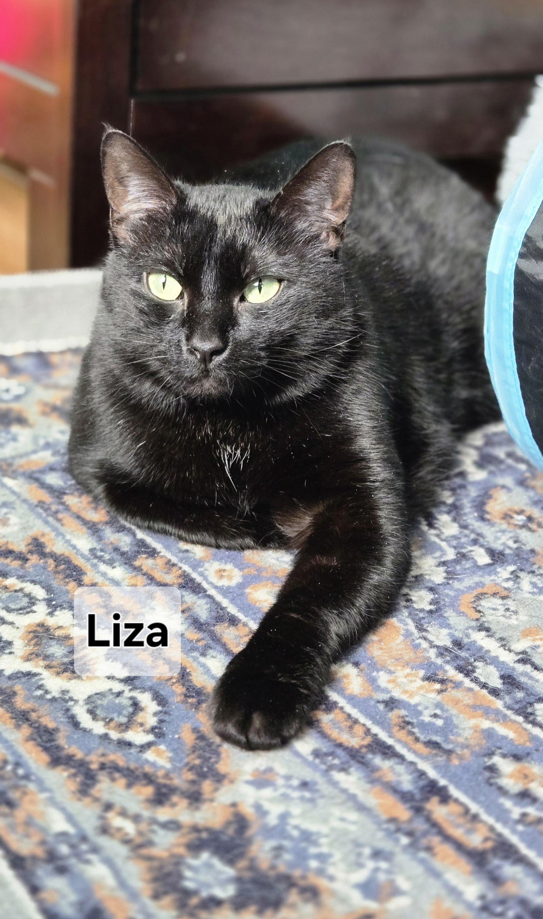 Liza JC 0923 (bonded with Livvie)