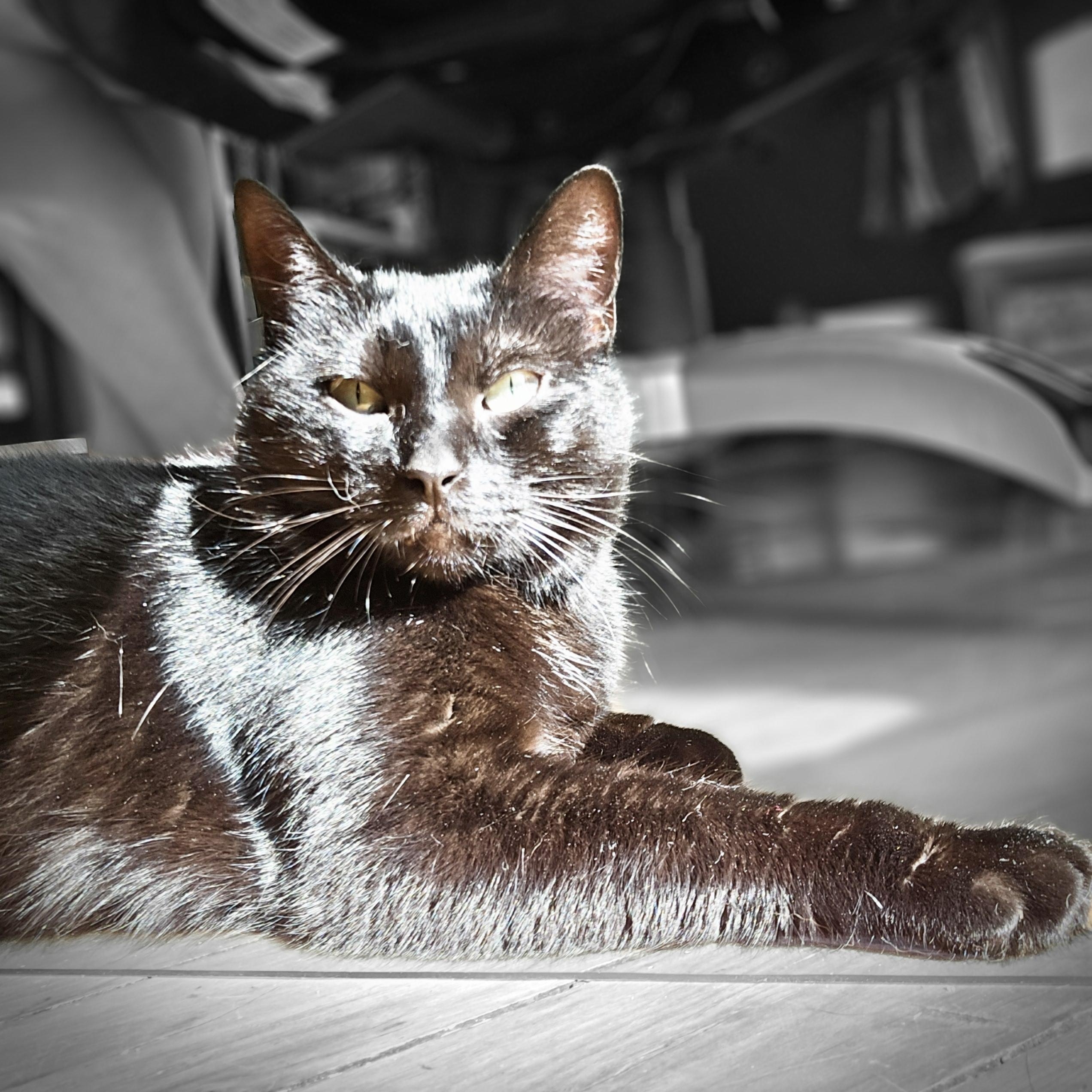 Liza JC 0923 (bonded with Livvie)