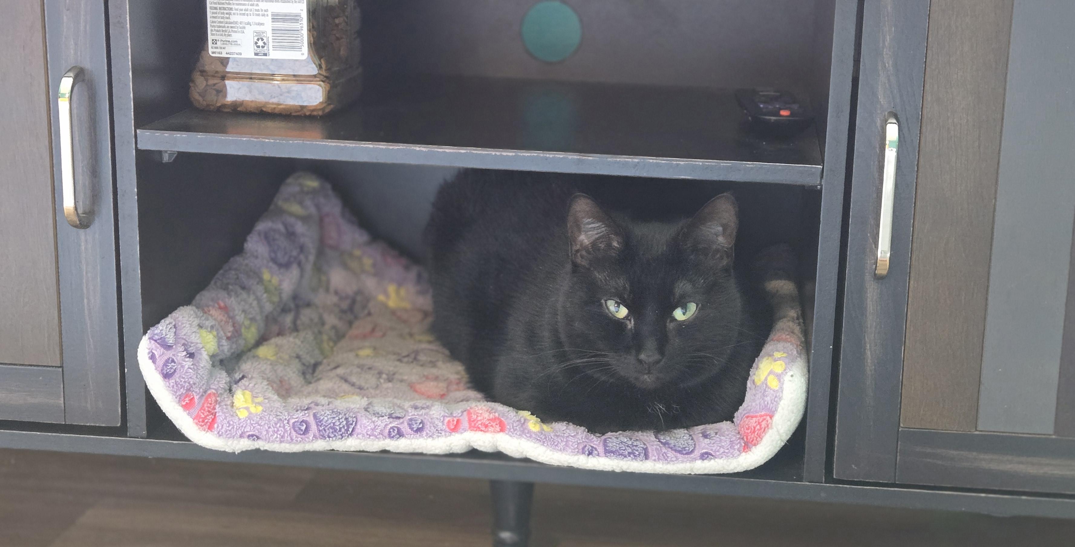 Liza JC 0923 (bonded with Livvie)