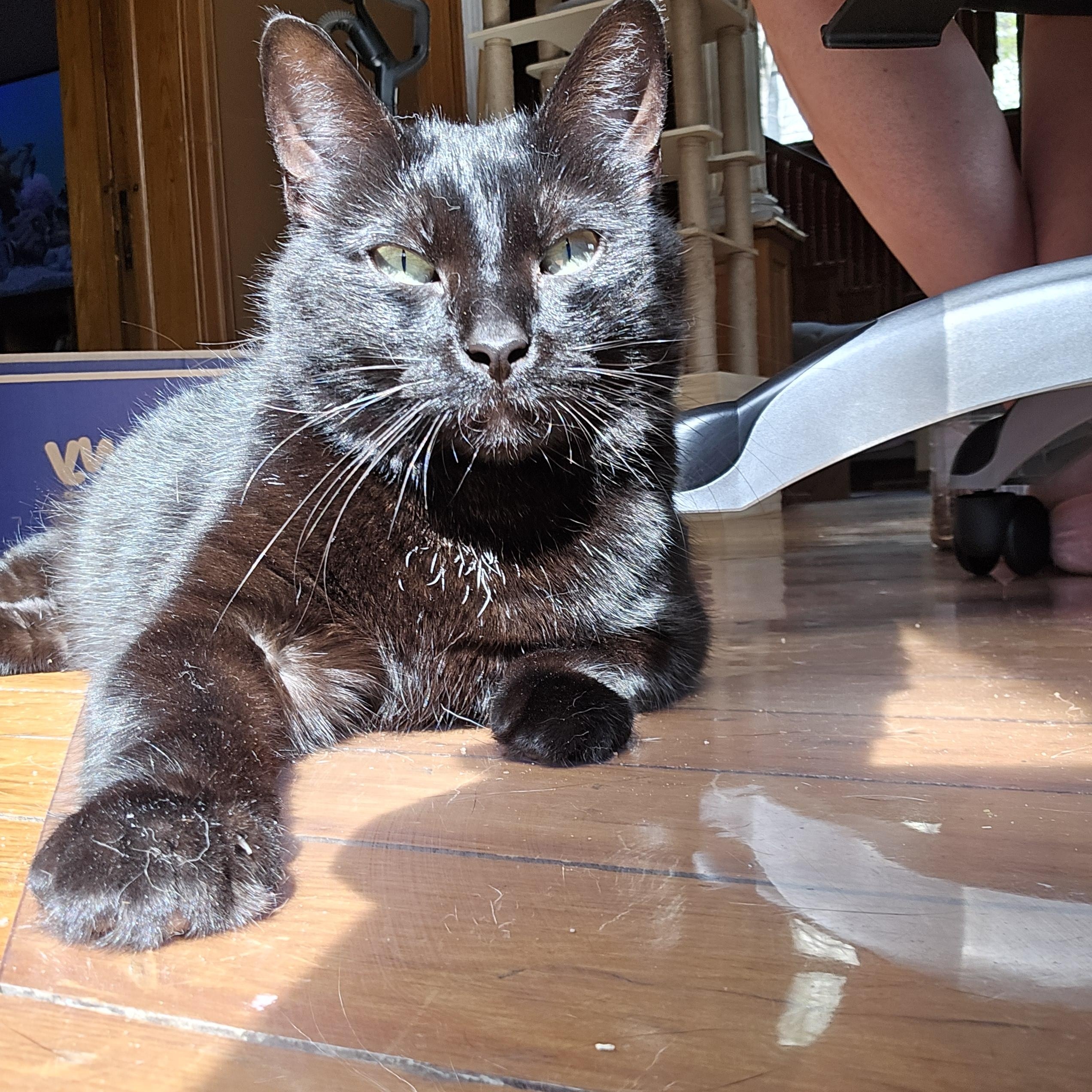 Liza JC 0923 (bonded with Livvie)