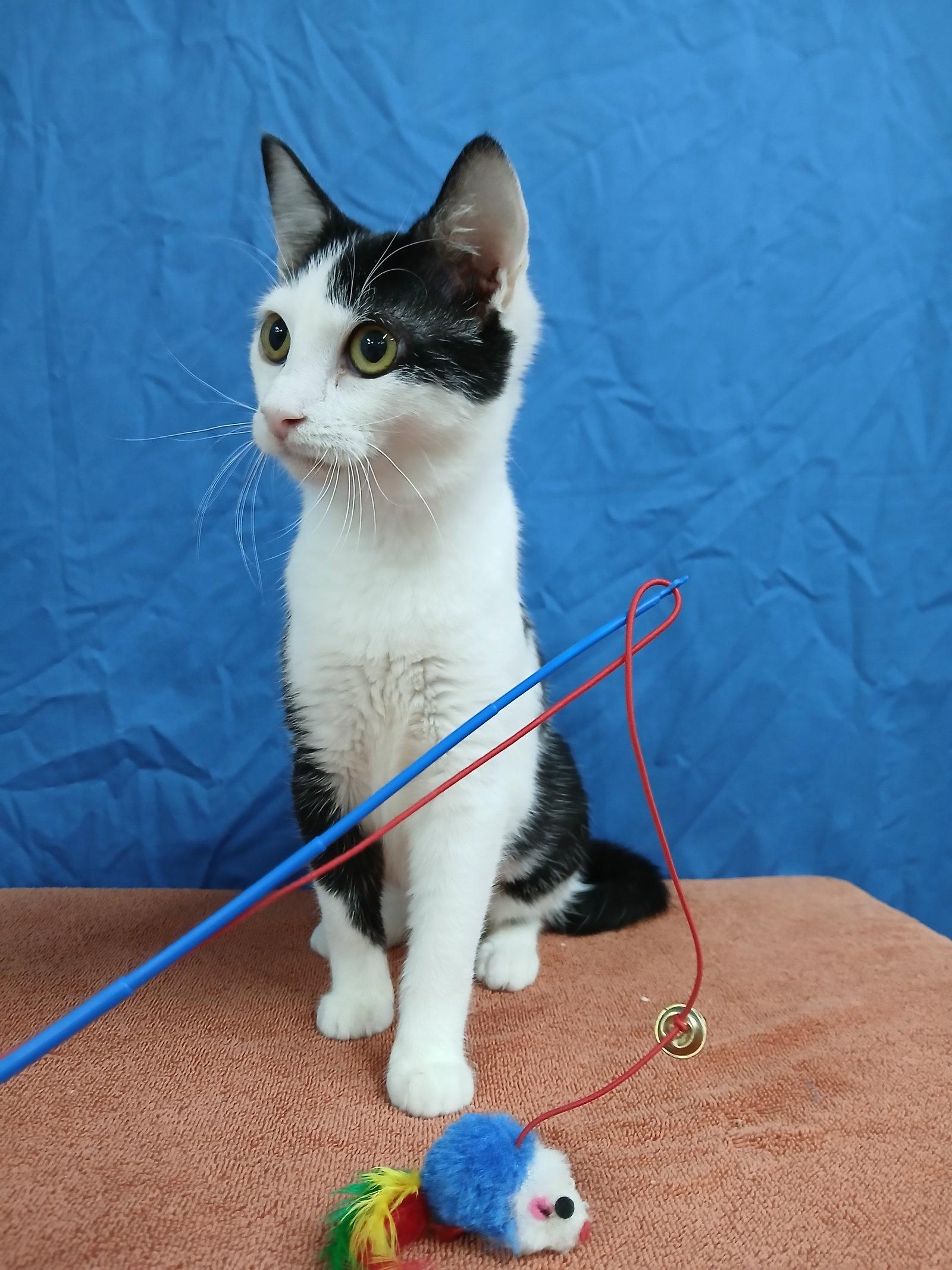 Tammy, Adoptable, Young Female Domestic Short Hair.