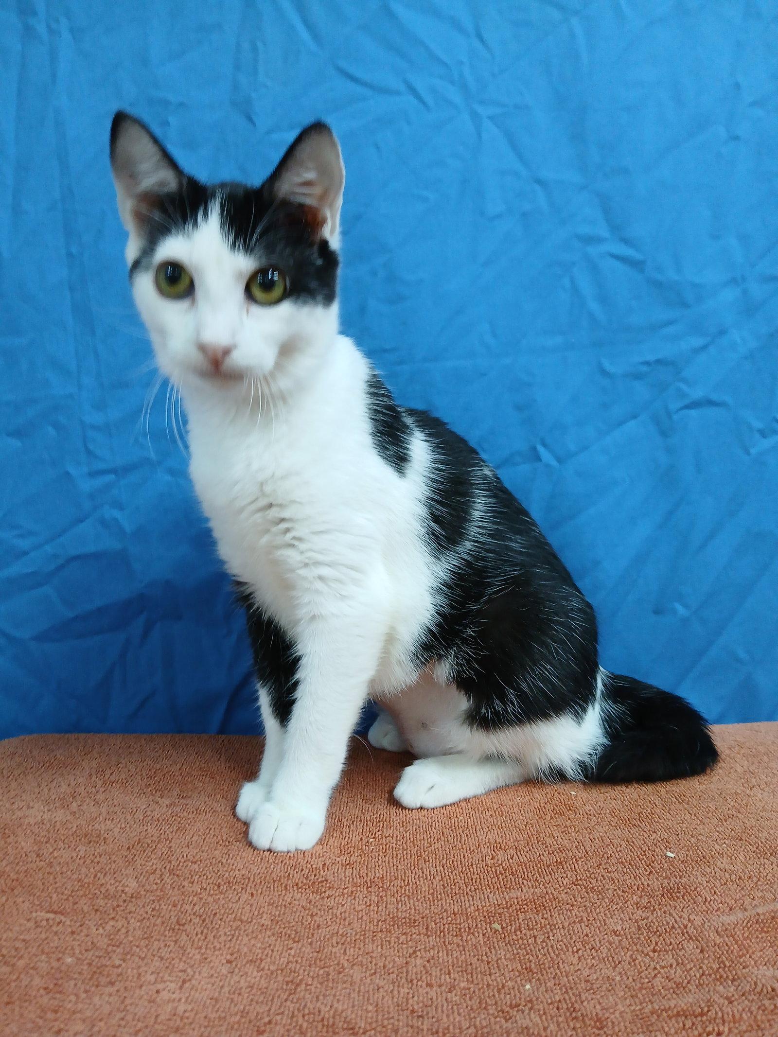 Enlarge Tammy, a Adoptable Domestic Short Hair in Winton, NC image 2/3