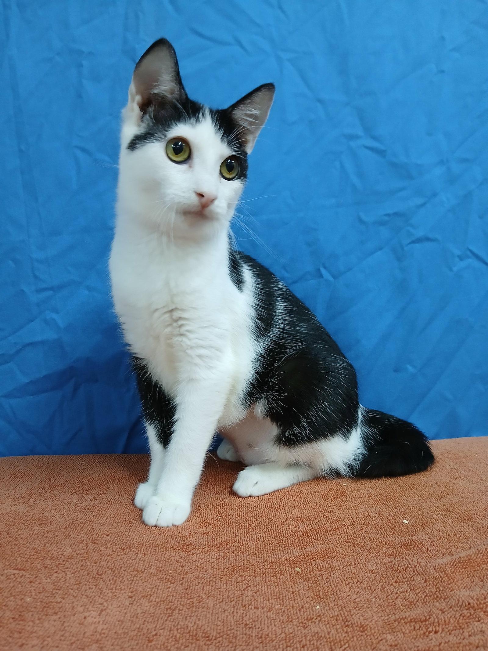 Enlarge Tammy, a Adoptable Domestic Short Hair in Winton, NC image 3/3