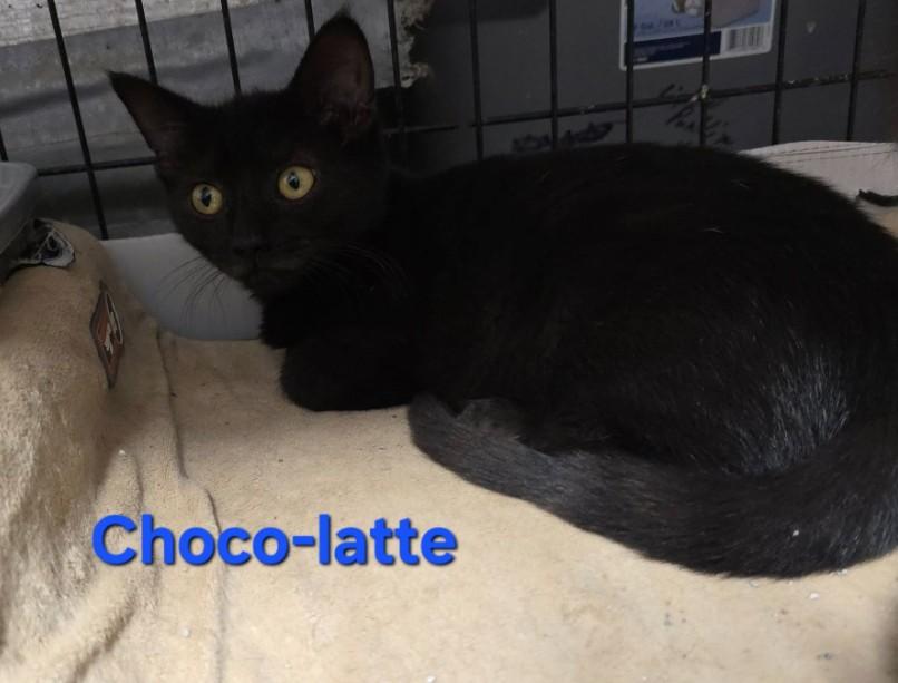 Choco-latte, Adoptable, Young Male Domestic Short Hair.