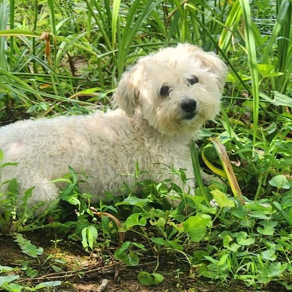 Bailey