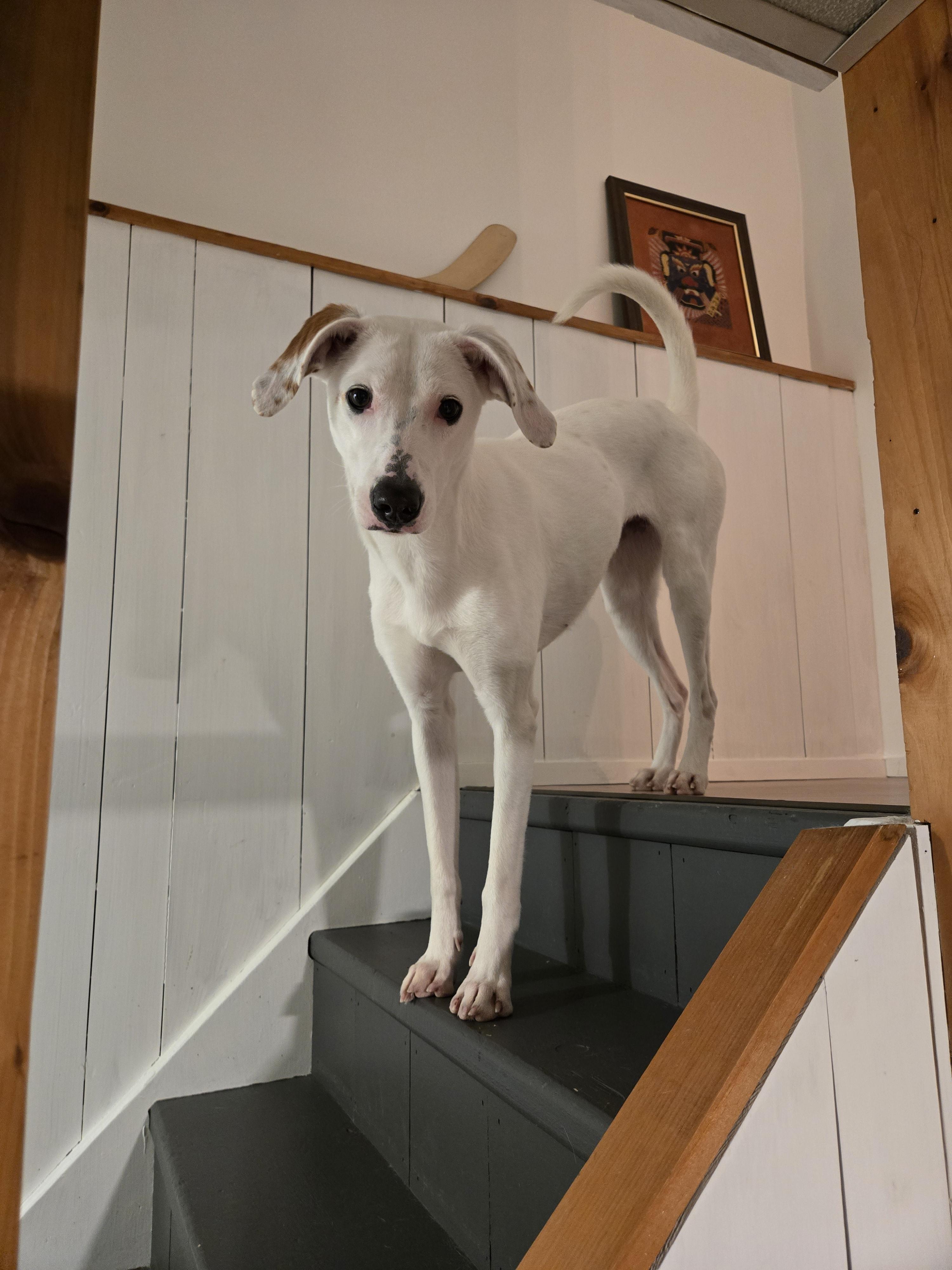 Giblet (40 lbs), a ADOPTABLE mixed breed in Mississauga, ON image 2/6