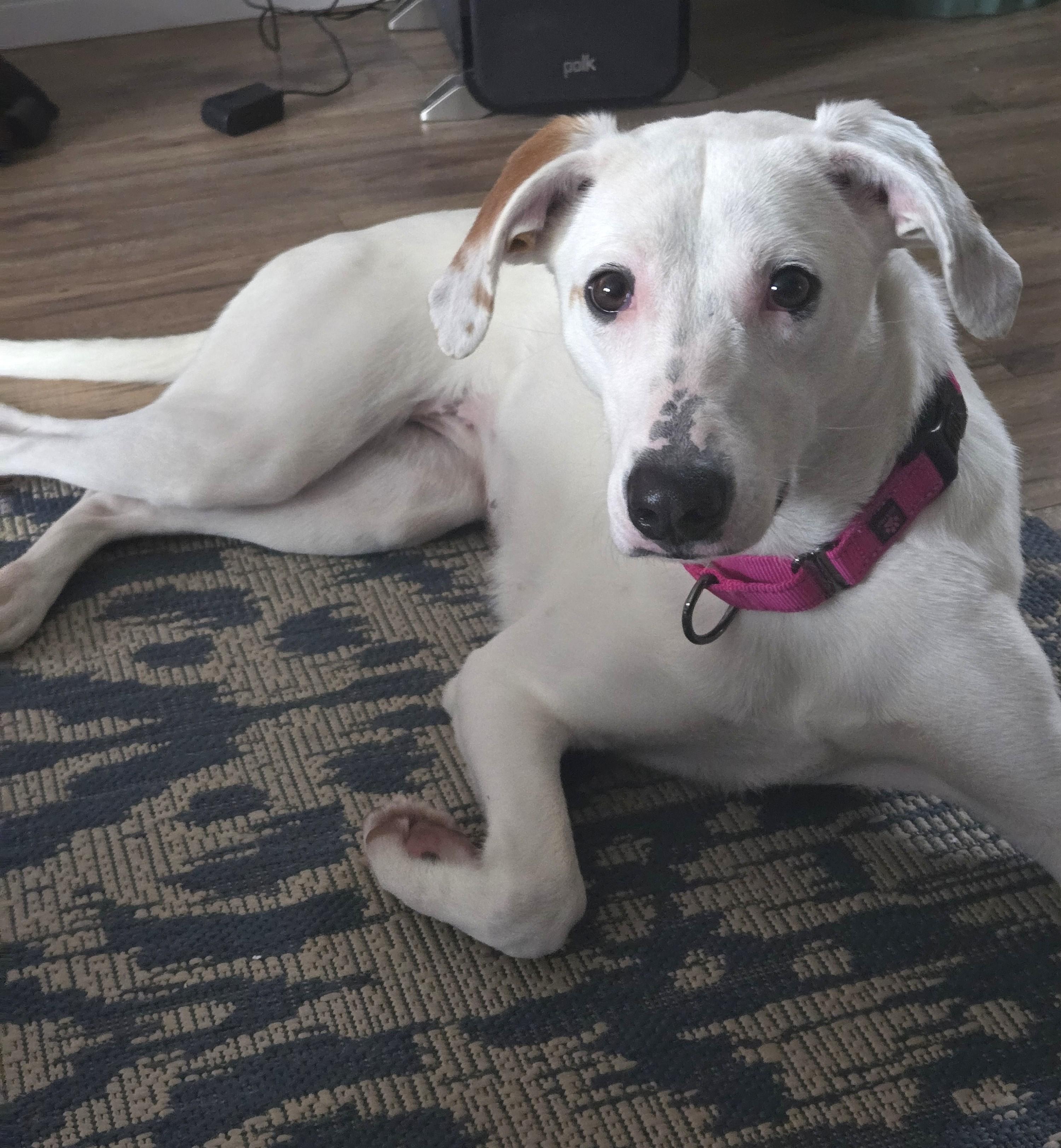 Giblet (40 lbs), a ADOPTABLE mixed breed in Mississauga, ON image 5/6