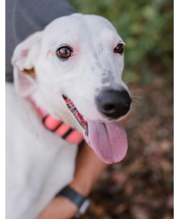 Giblet (40 lbs), a ADOPTABLE mixed breed in Mississauga, ON image 1/6