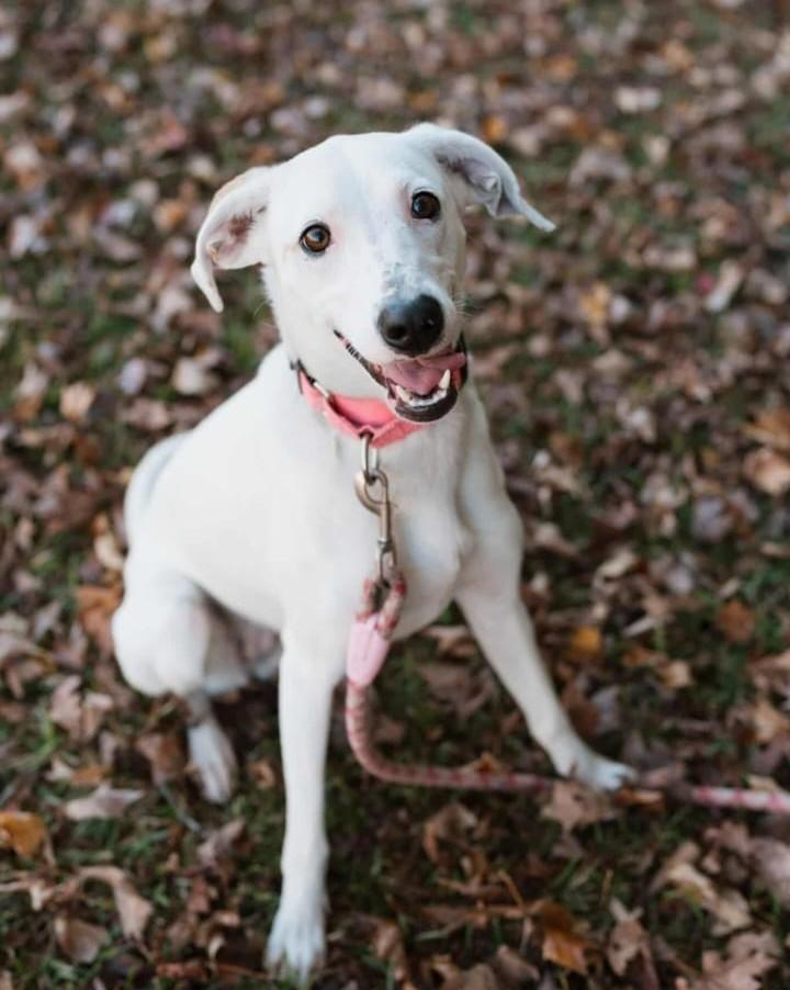 Giblet (40 lbs), a ADOPTABLE mixed breed in Mississauga, ON image 6/6