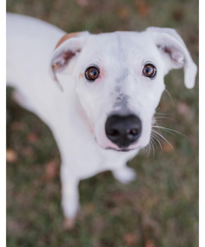 Giblet (40 lbs), a ADOPTABLE mixed breed in Mississauga, ON image 3/6