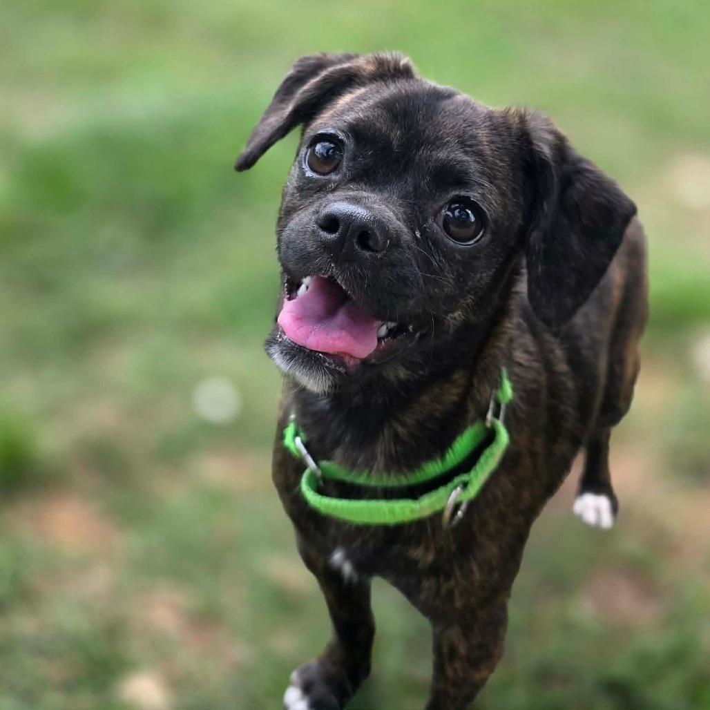 Rain, adopted, Young Female Pug & Mixed Breed.