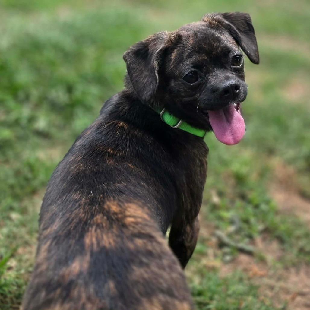 Enlarge Rain, an adopted mixed breed in Spring, TX image 2/4