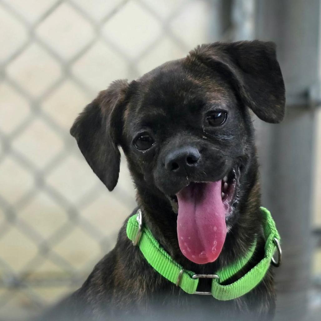 Enlarge Rain, an adopted mixed breed in Spring, TX image 4/4