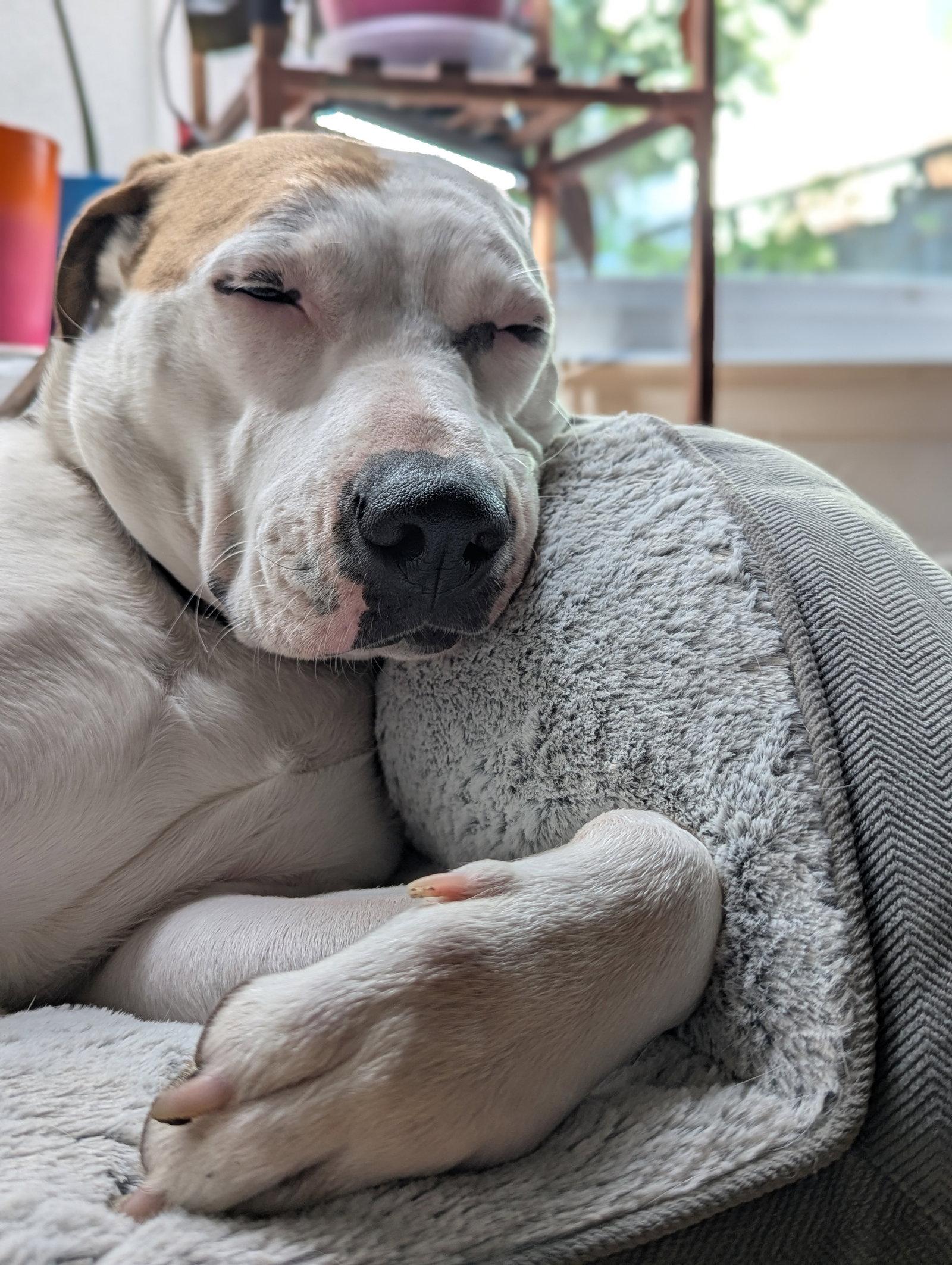 Juneau, Adoptable, Young Female American Bulldog.