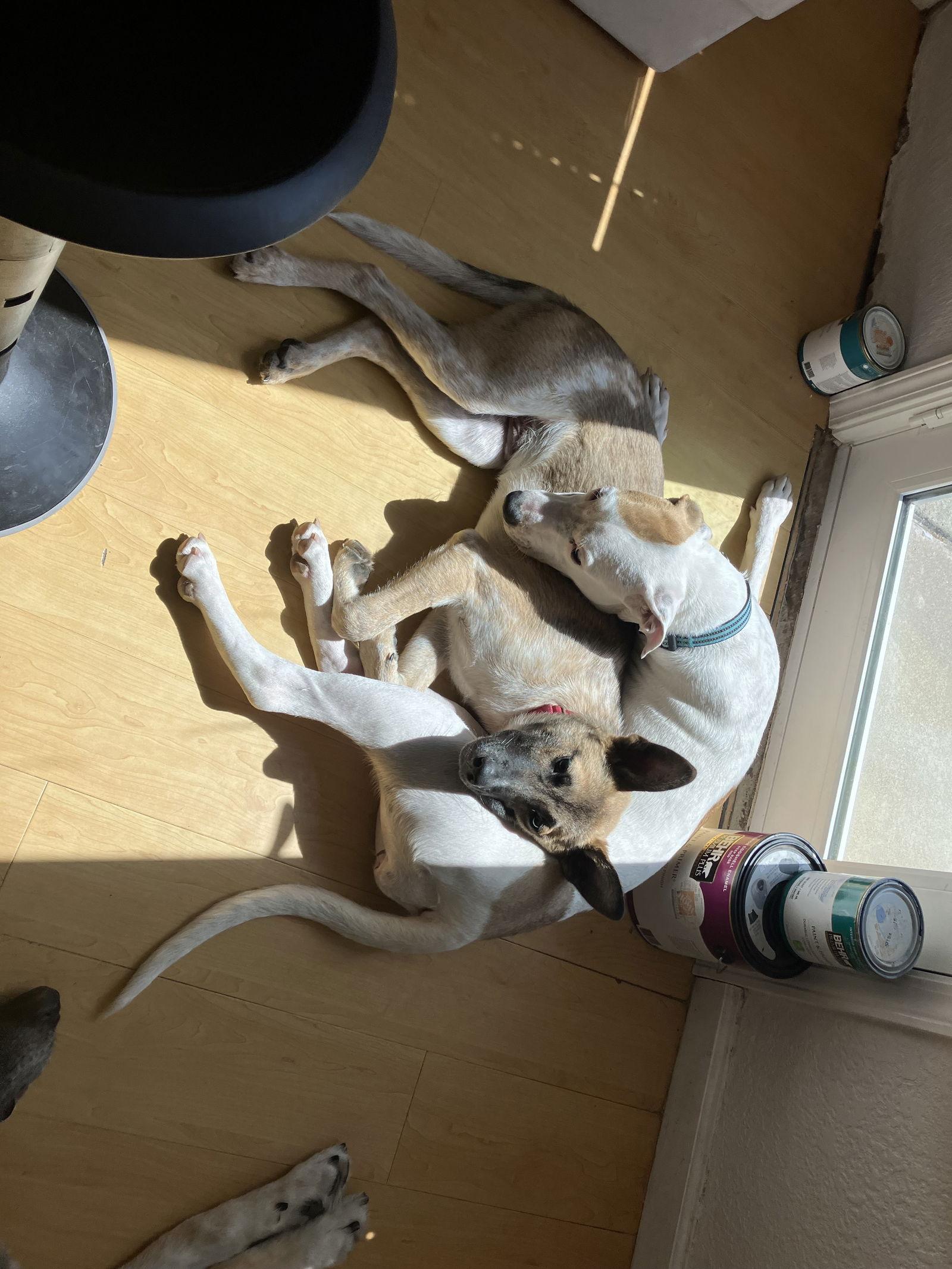 Juneau, Adoptable, Young Female American Bulldog.