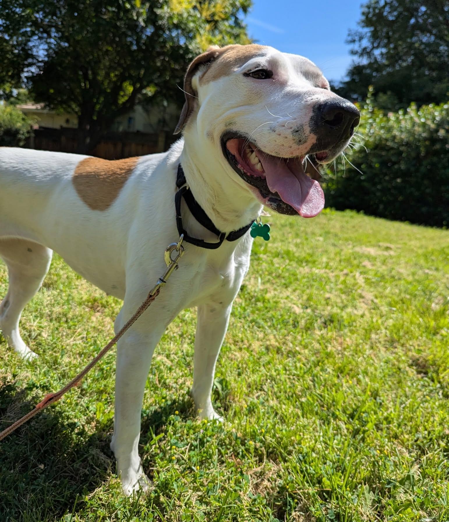 Juneau, Adoptable, Young Female American Bulldog.