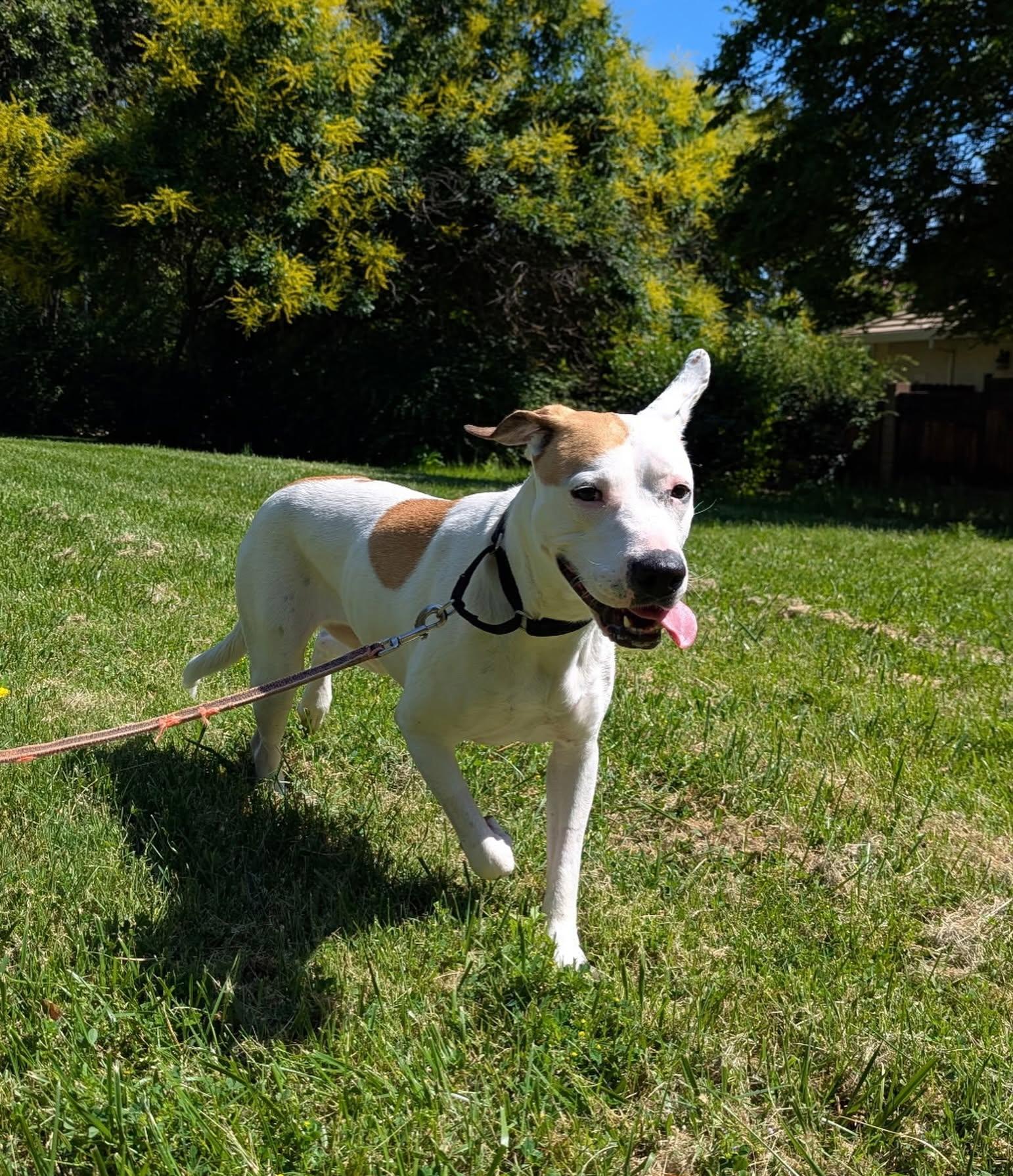 Enlarge Juneau, a Adoptable American Bulldog in Davis, CA image 2/3