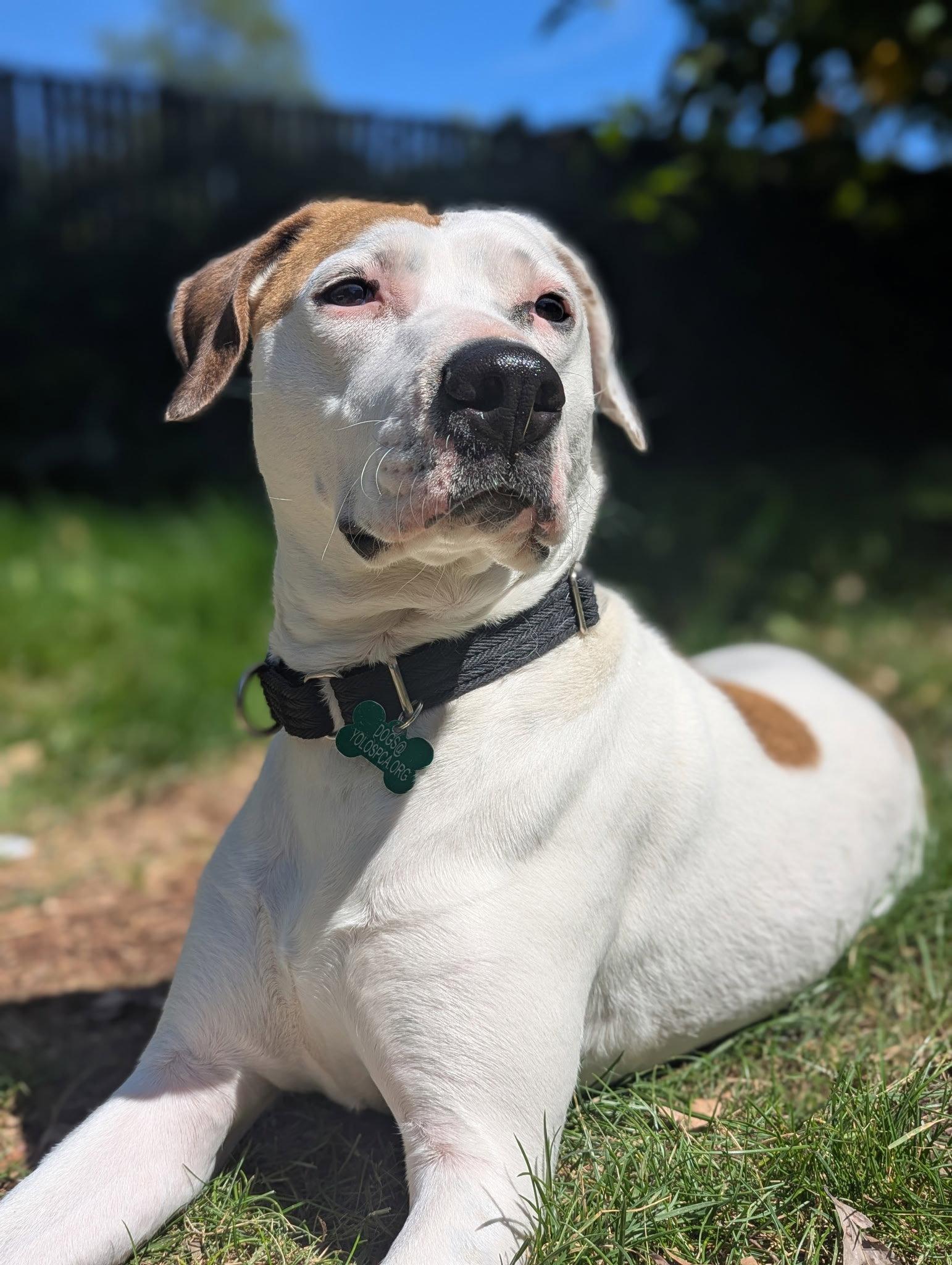 Enlarge Juneau, a Adoptable American Bulldog in Davis, CA image 2/3